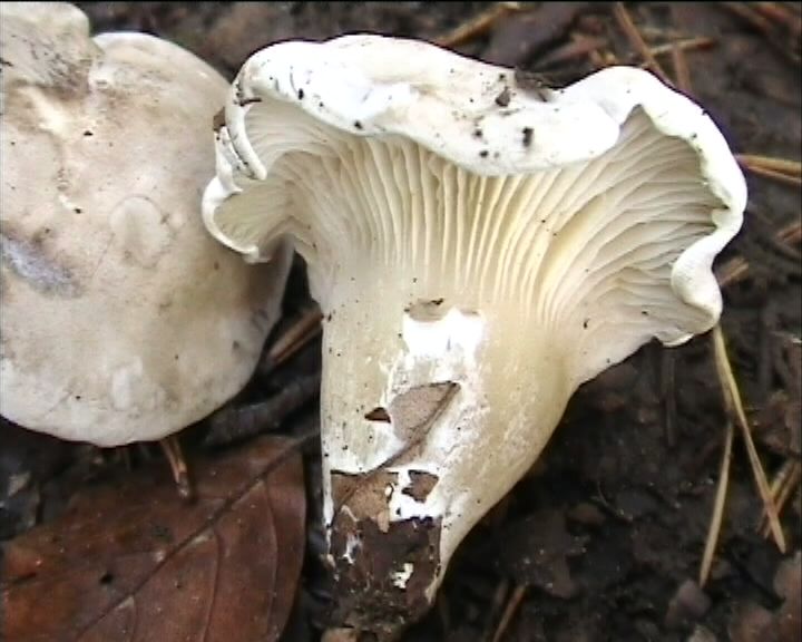 Clitopilus  cystidiatus       Hauskn. & Noordel.